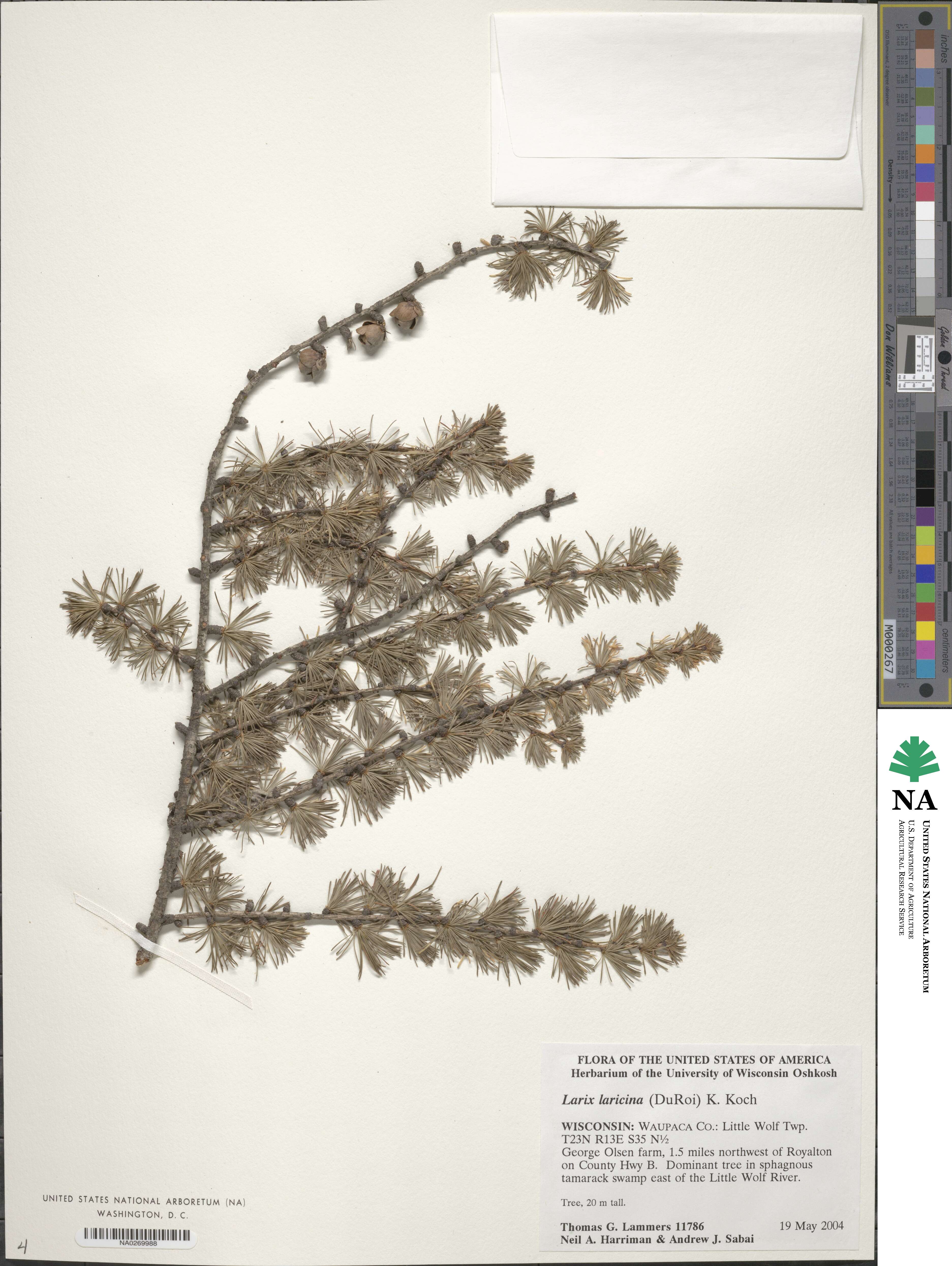 Larix laricina image