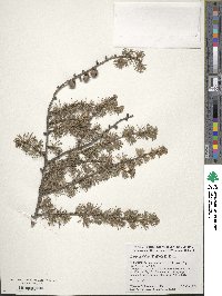 Larix laricina image