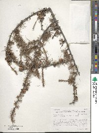 Larix laricina image
