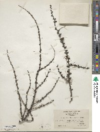 Larix laricina image