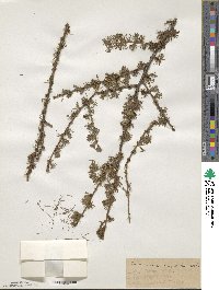 Larix laricina image