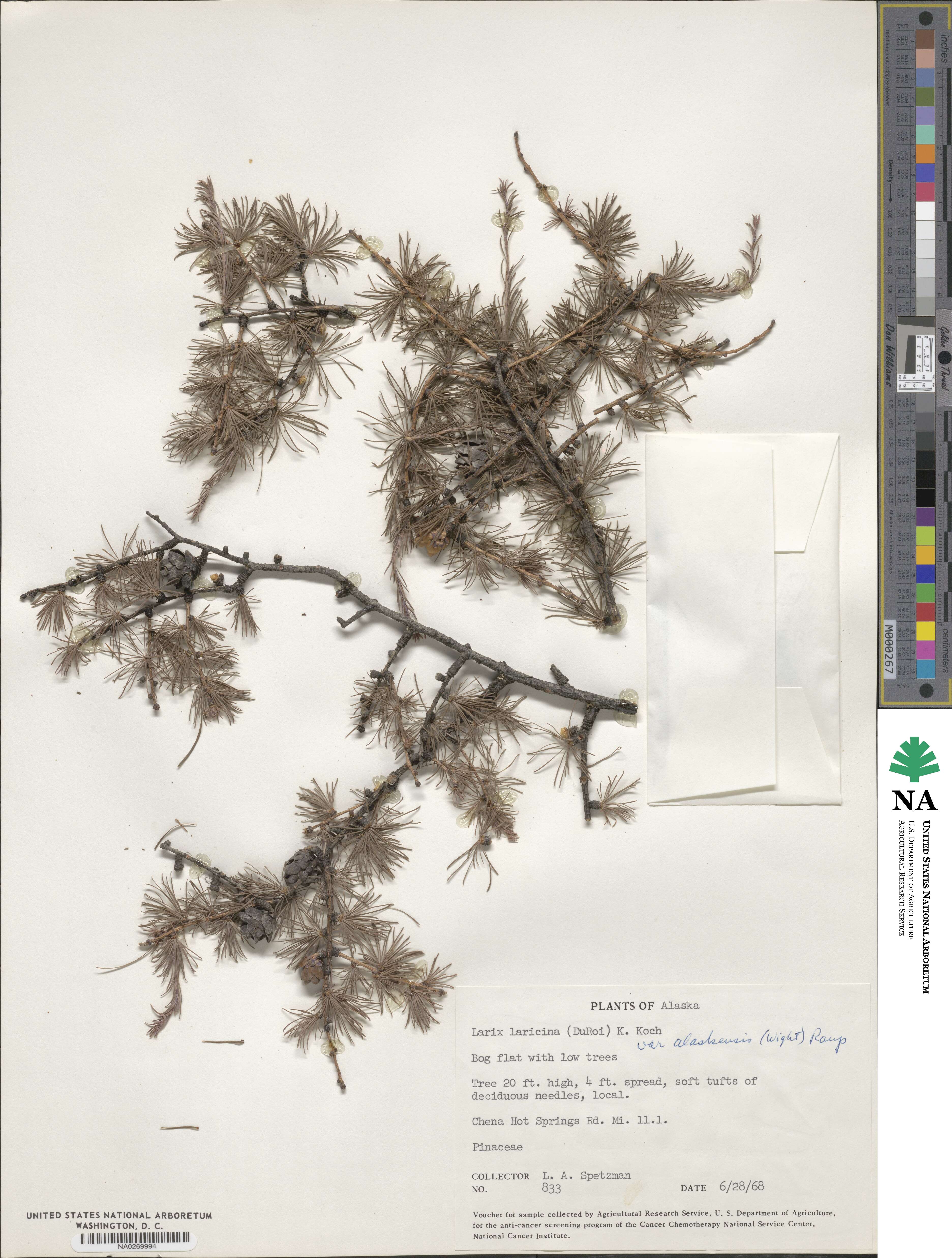 Larix laricina image