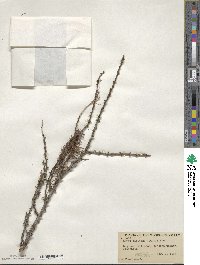 Larix laricina image
