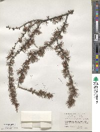 Larix laricina image