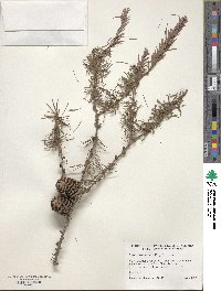 Larix laricina image