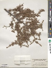 Larix laricina image