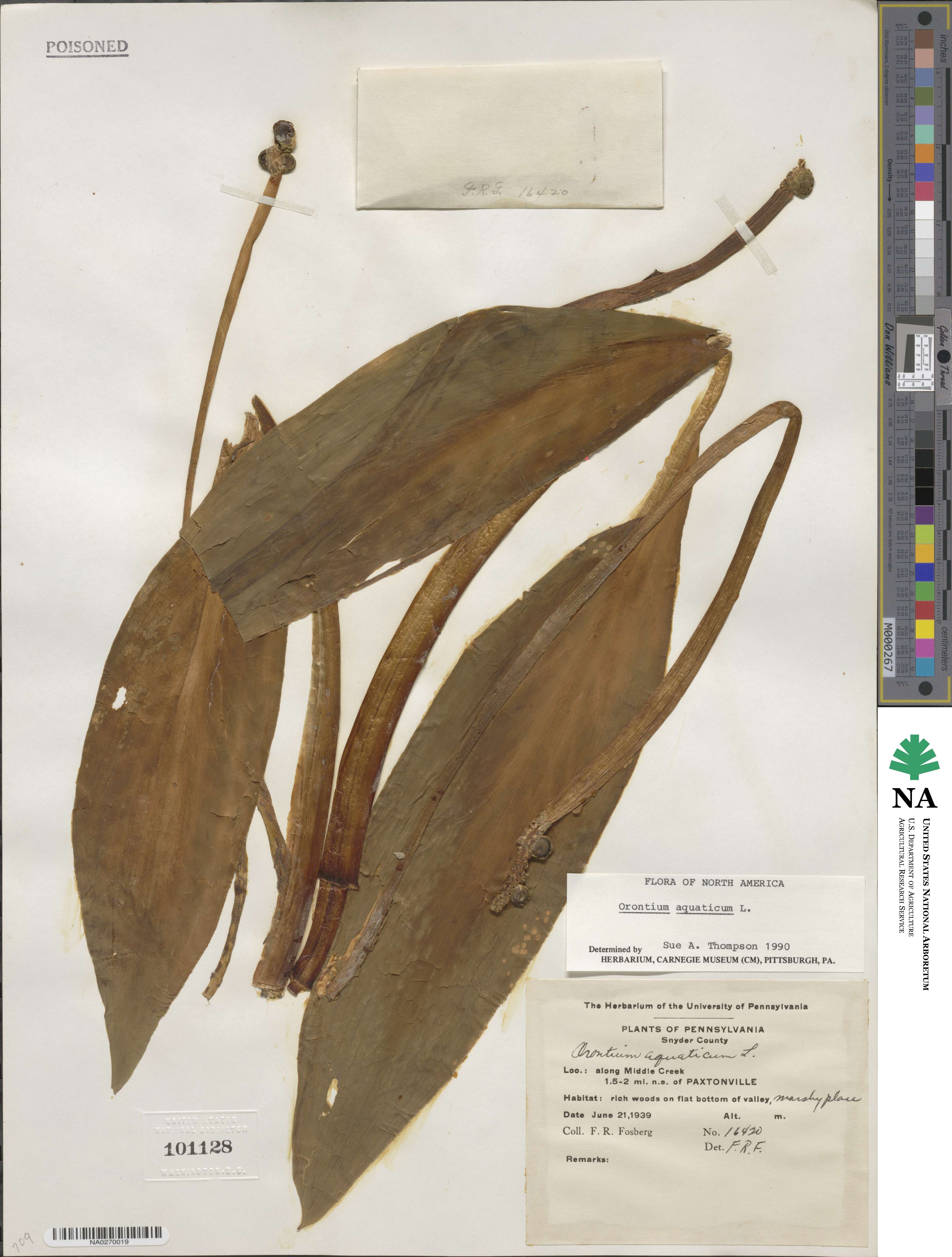Orontium aquaticum image