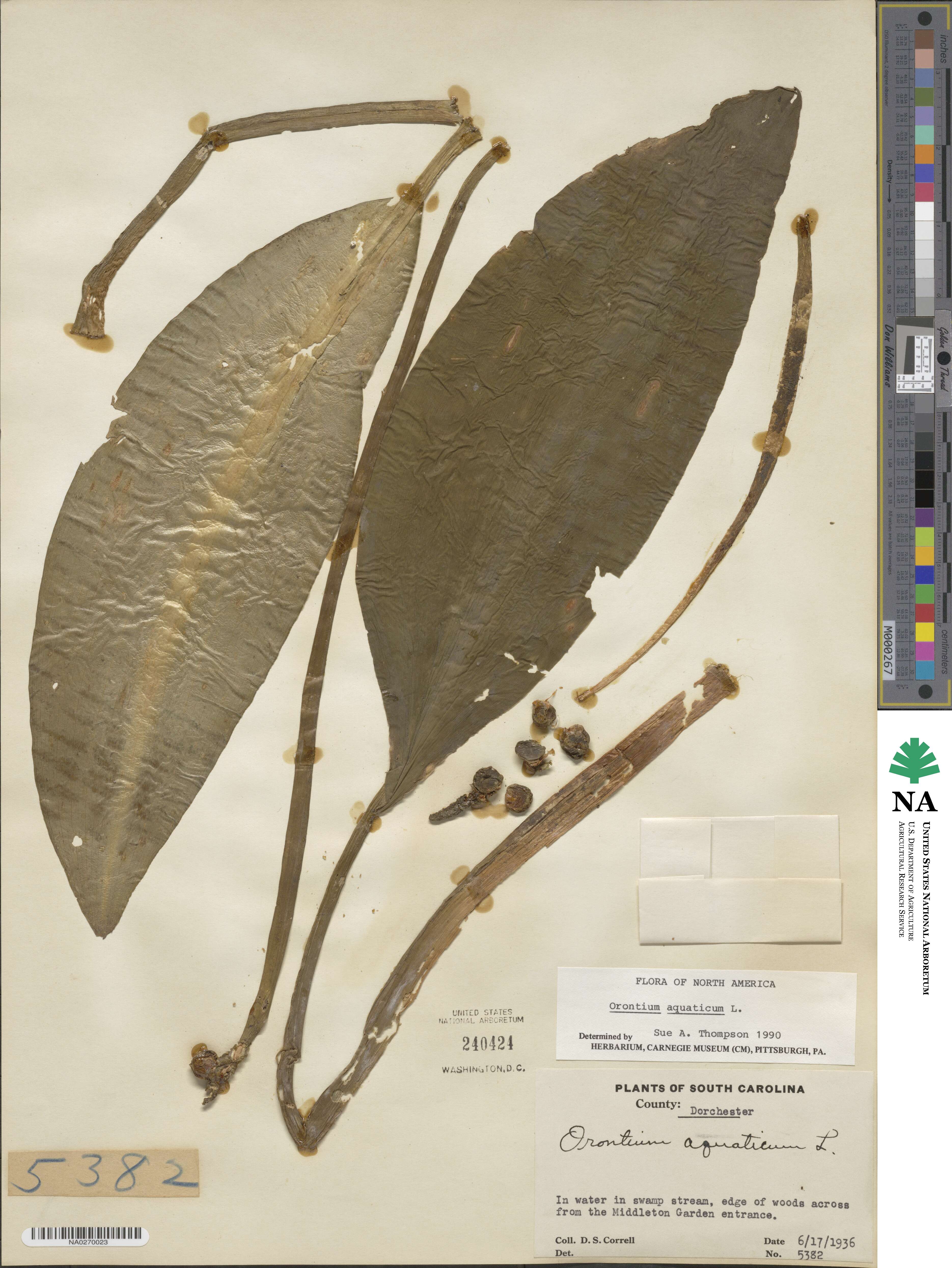 Orontium aquaticum image