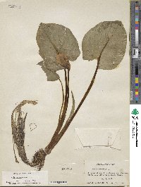 Calla palustris image