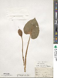 Calla palustris image