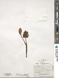 Calla palustris image