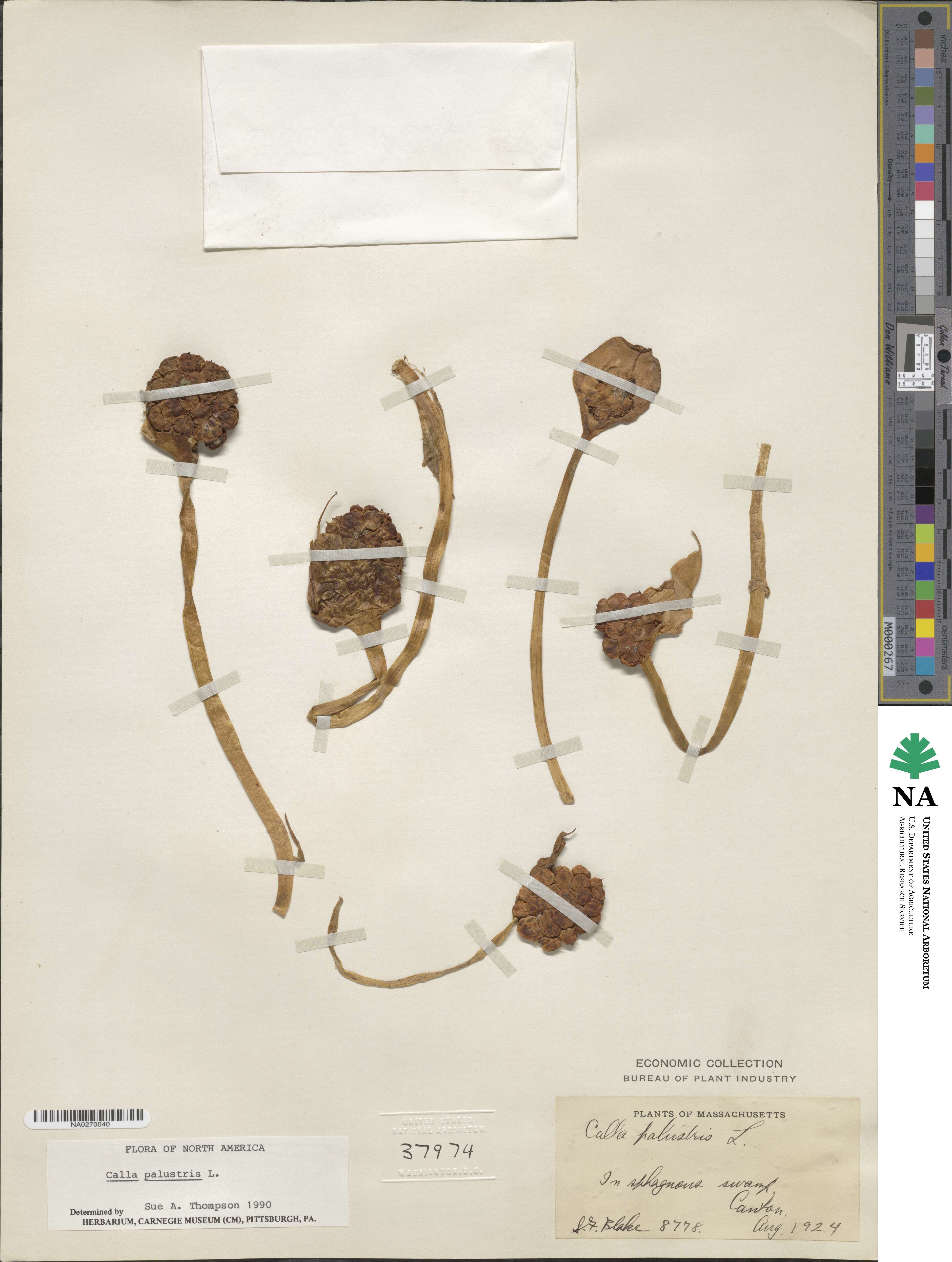 Calla palustris image