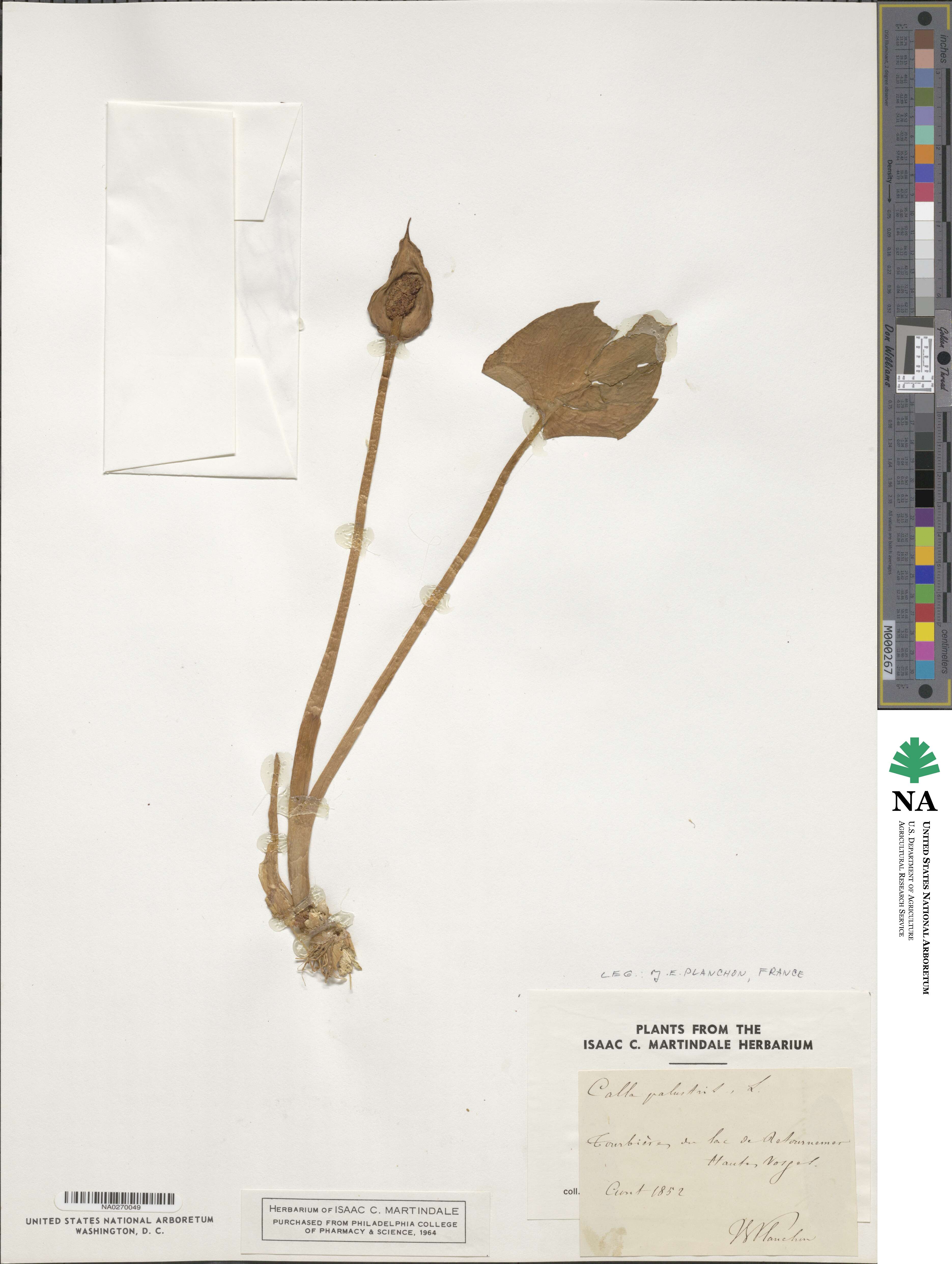 Calla palustris image