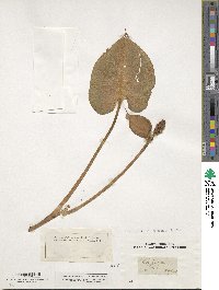 Calla palustris image