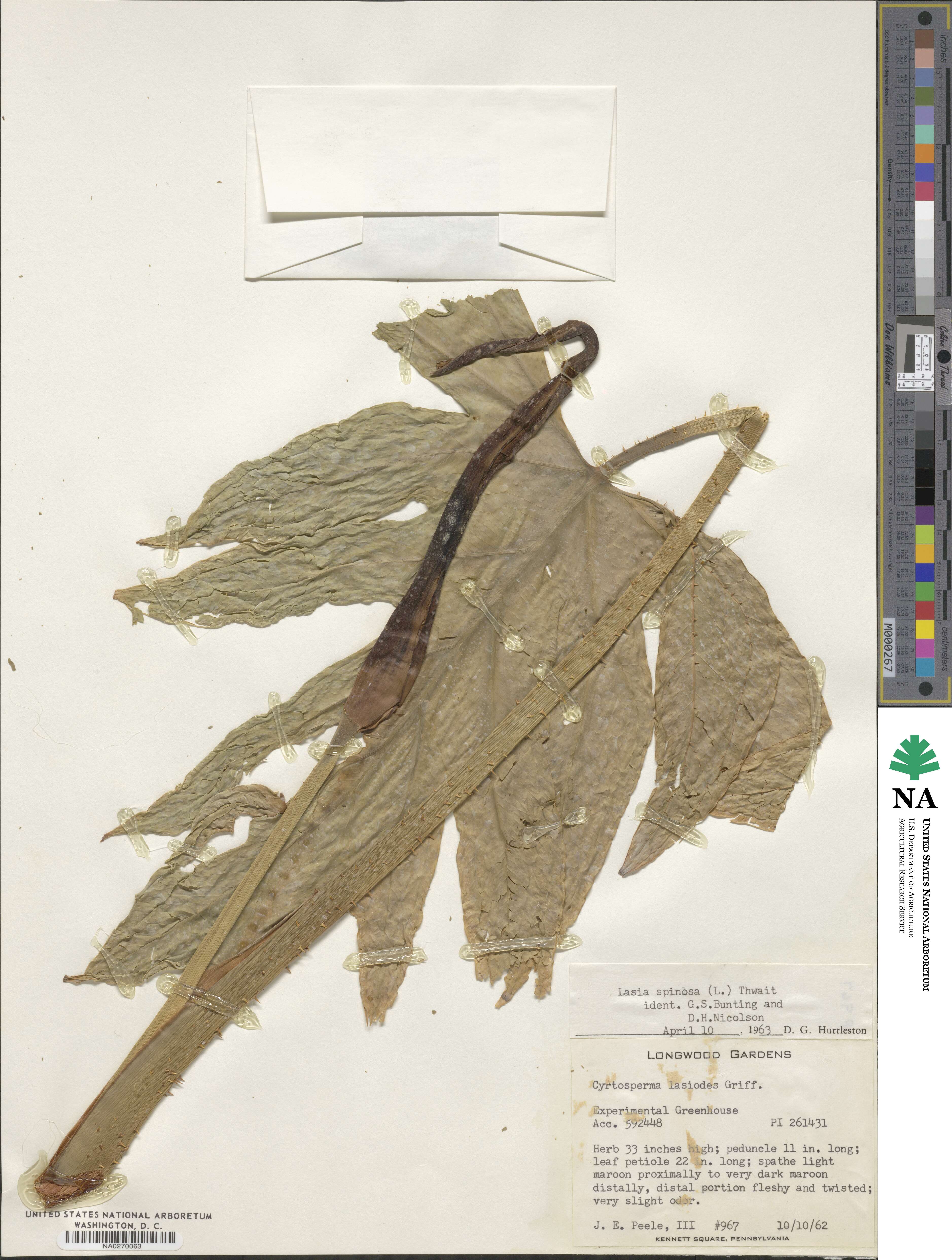 Lasia image