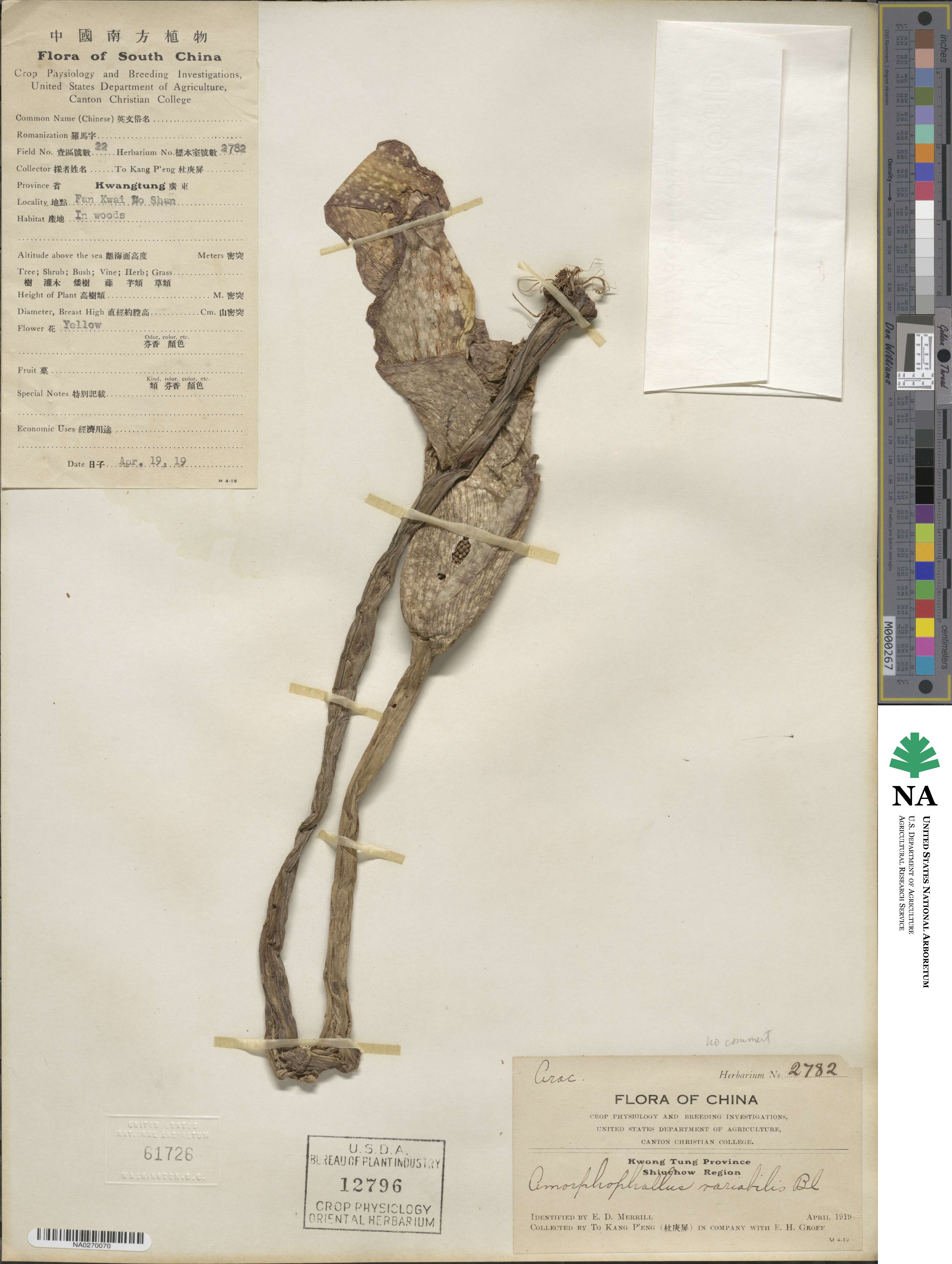 Amorphophallus variabilis image