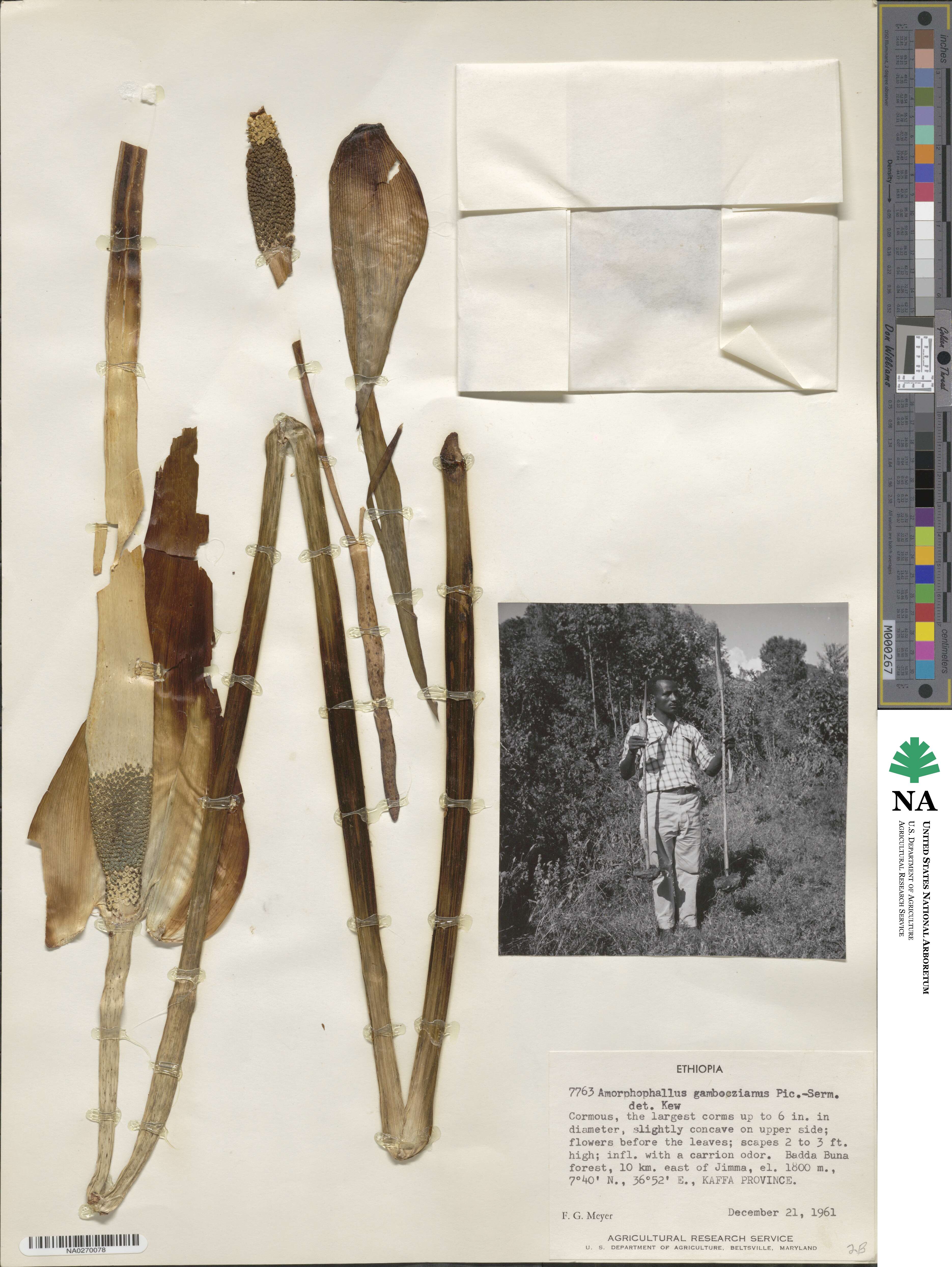 Amorphophallus gomboczianus image