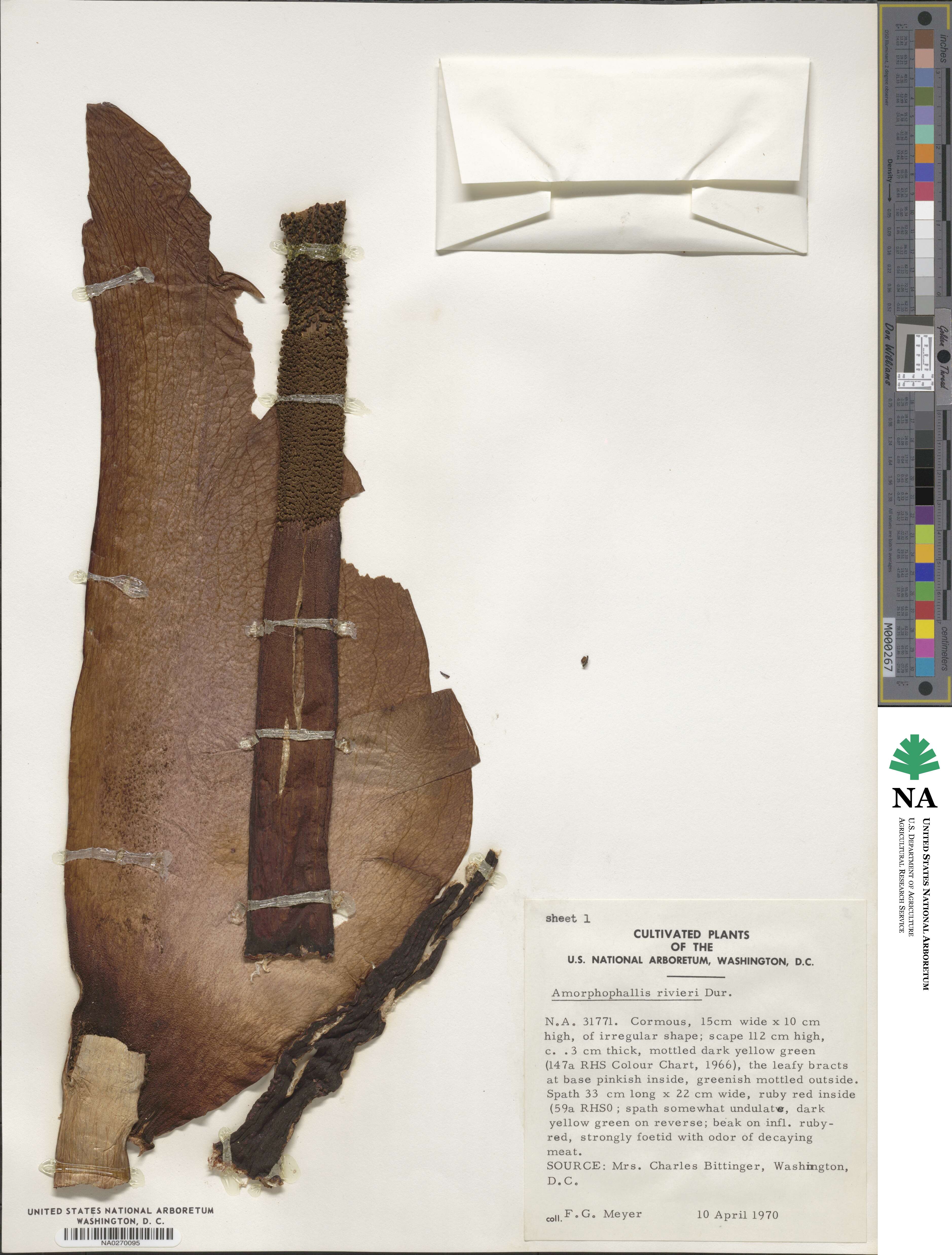 Amorphophallus konjac image