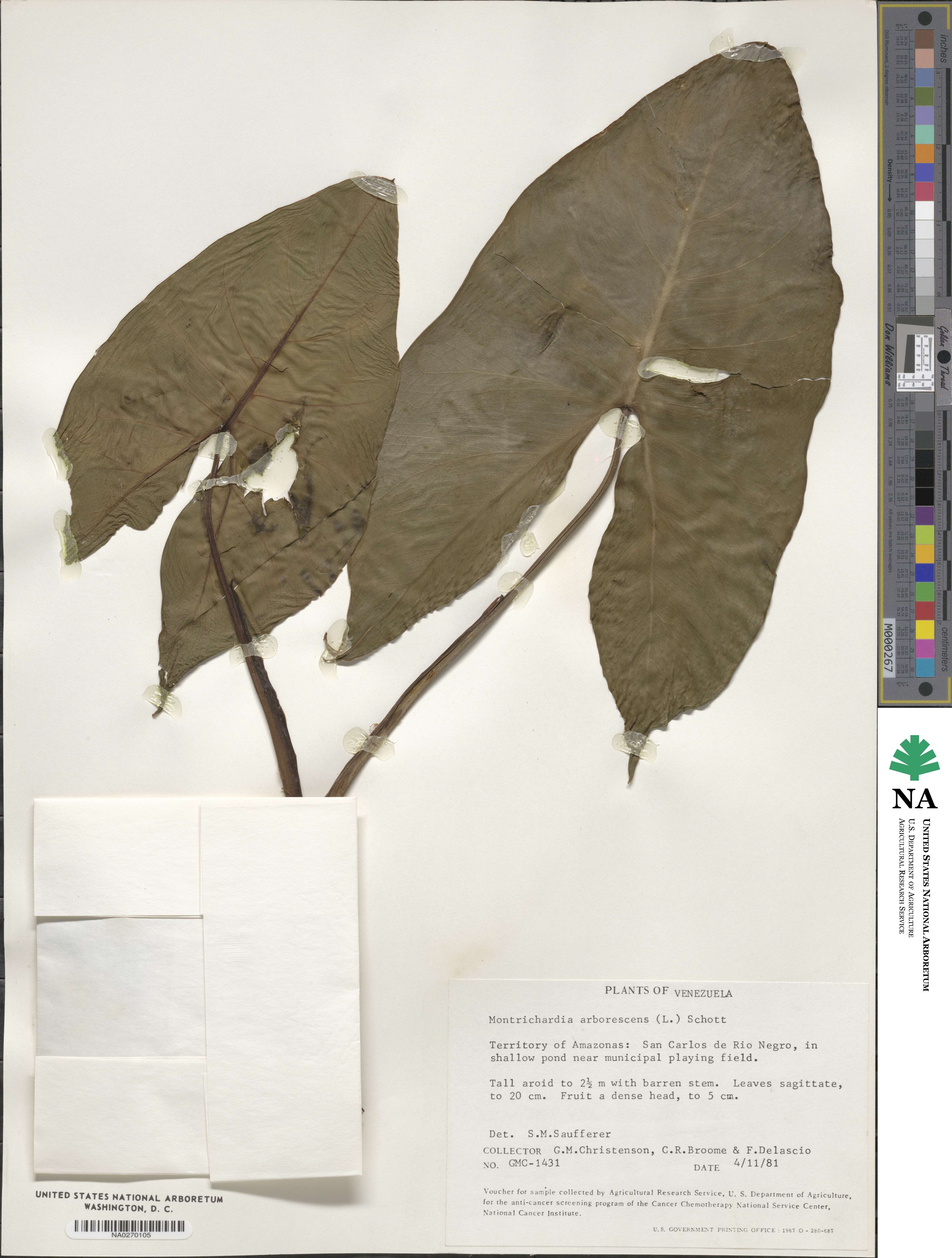 Montrichardia arborescens image