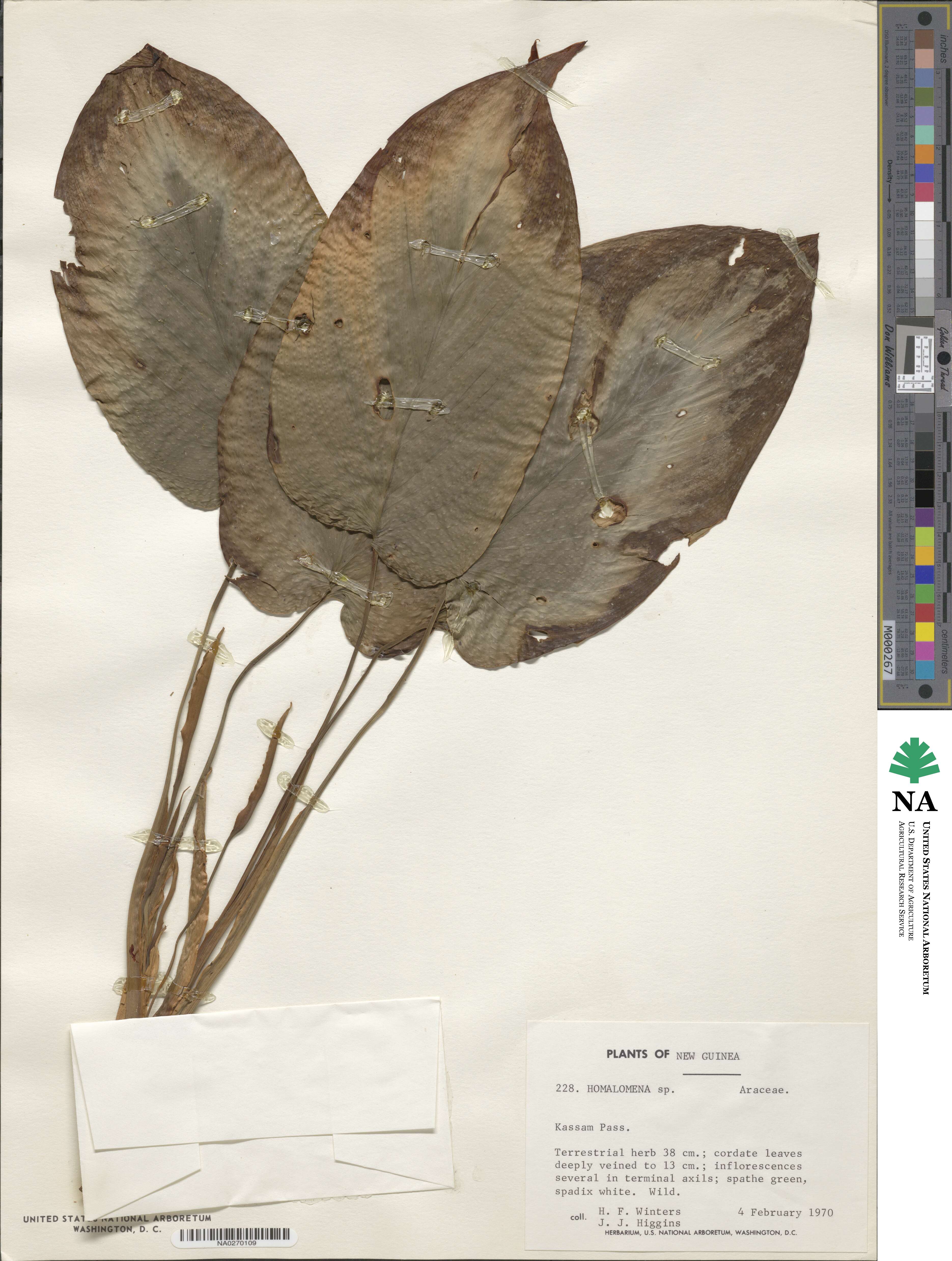 Homalomena image