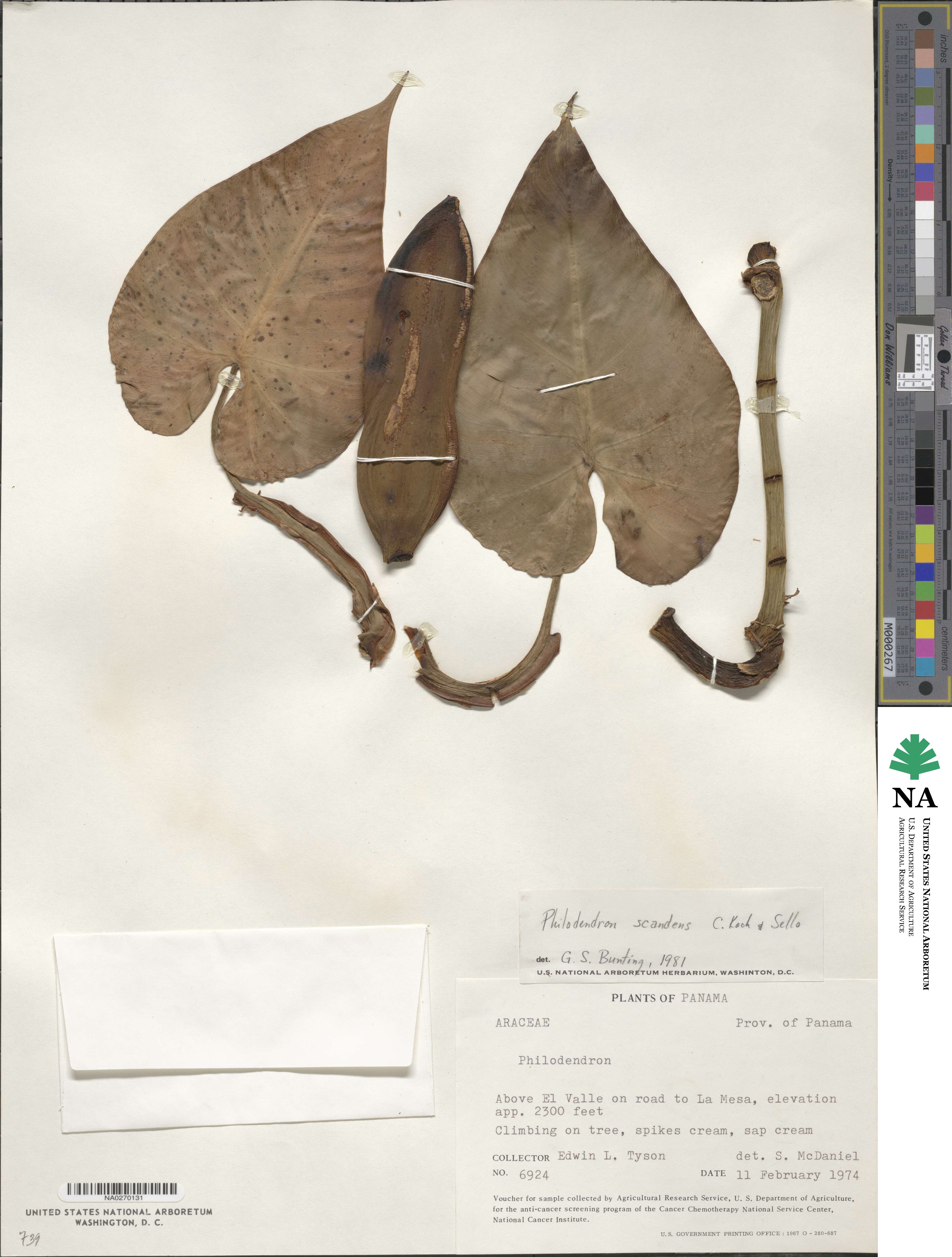 Philodendron hederaceum var. hederaceum image