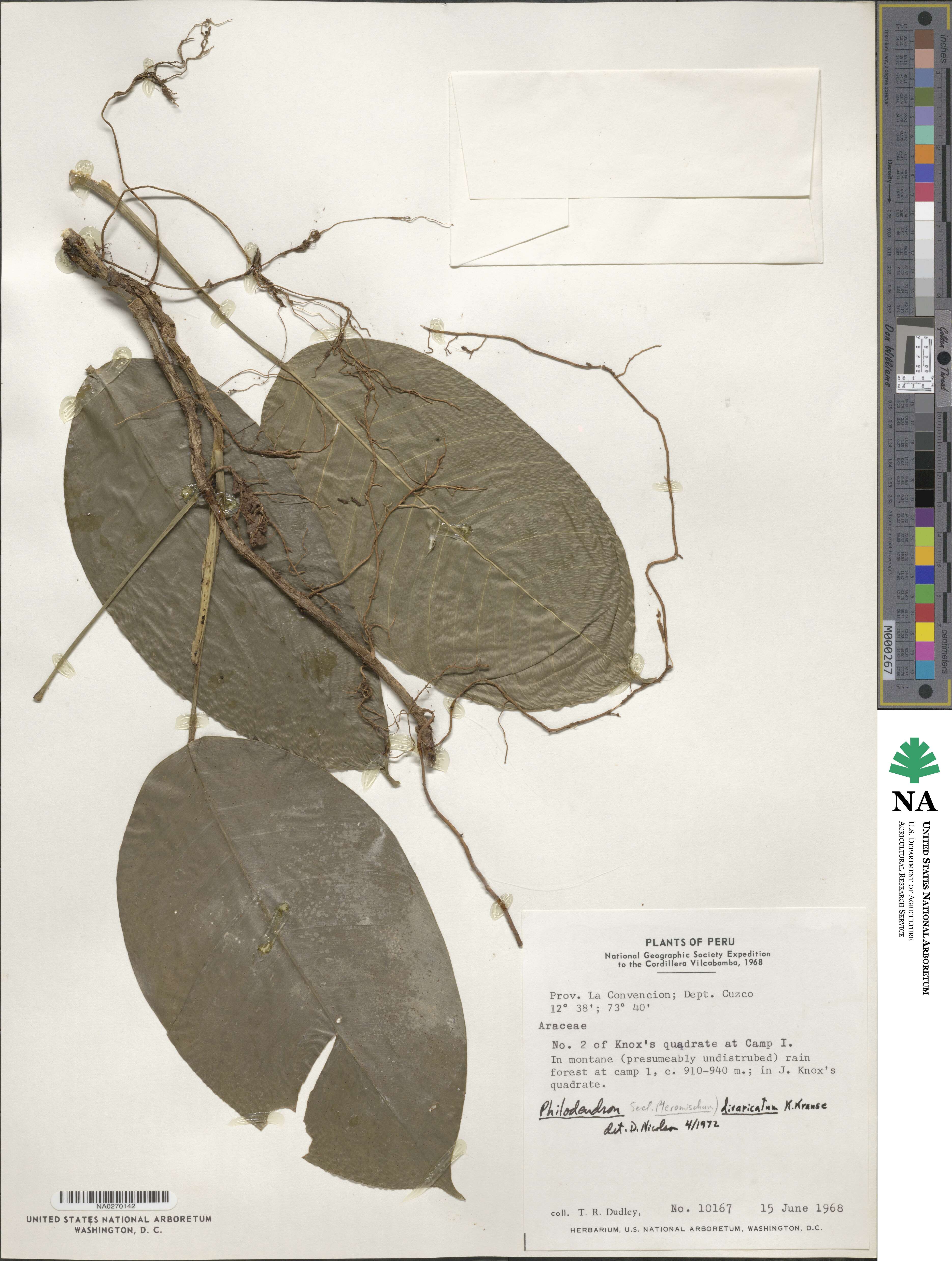 Philodendron divaricatum image