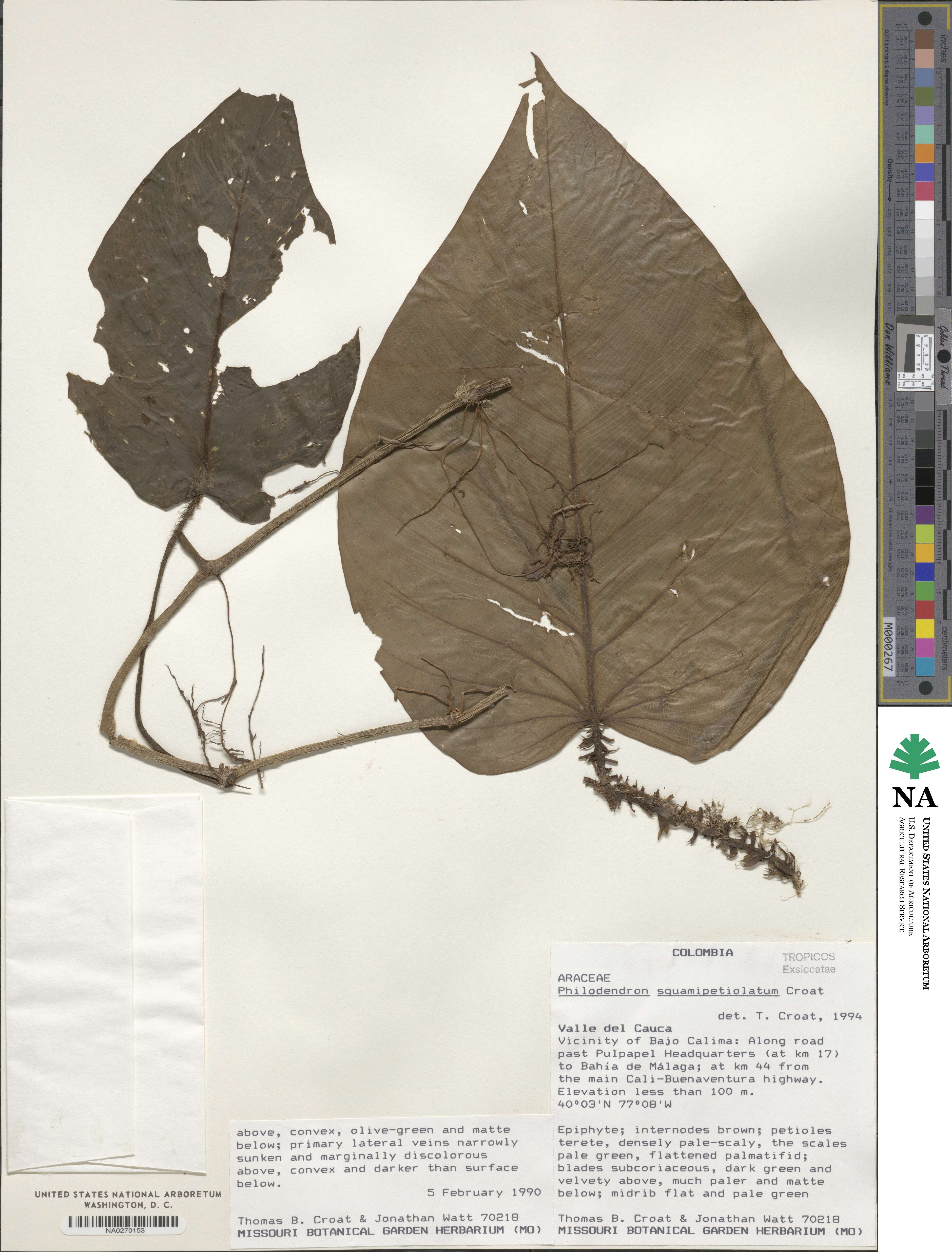 Philodendron squamipetiolatum image