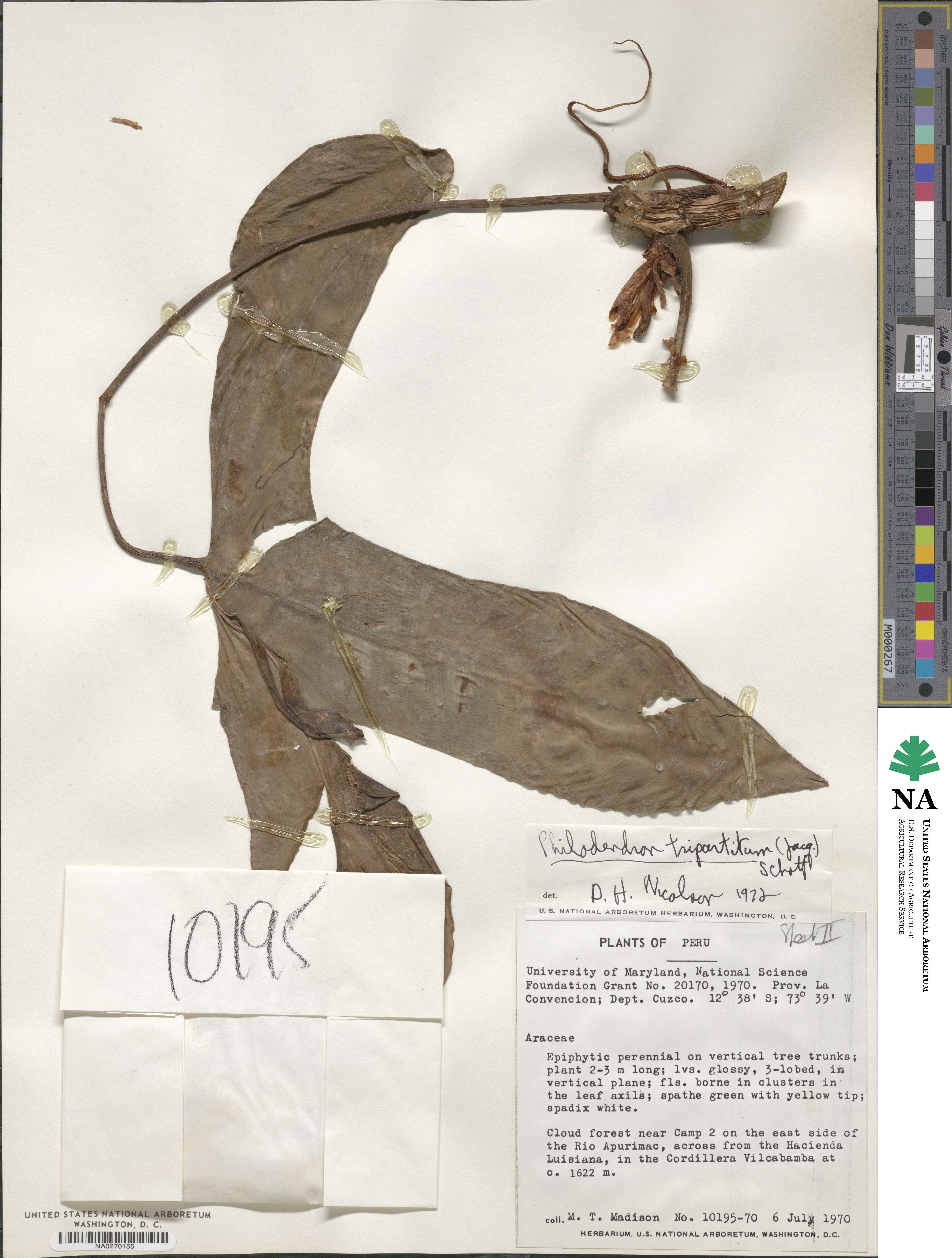 Philodendron tripartitum image
