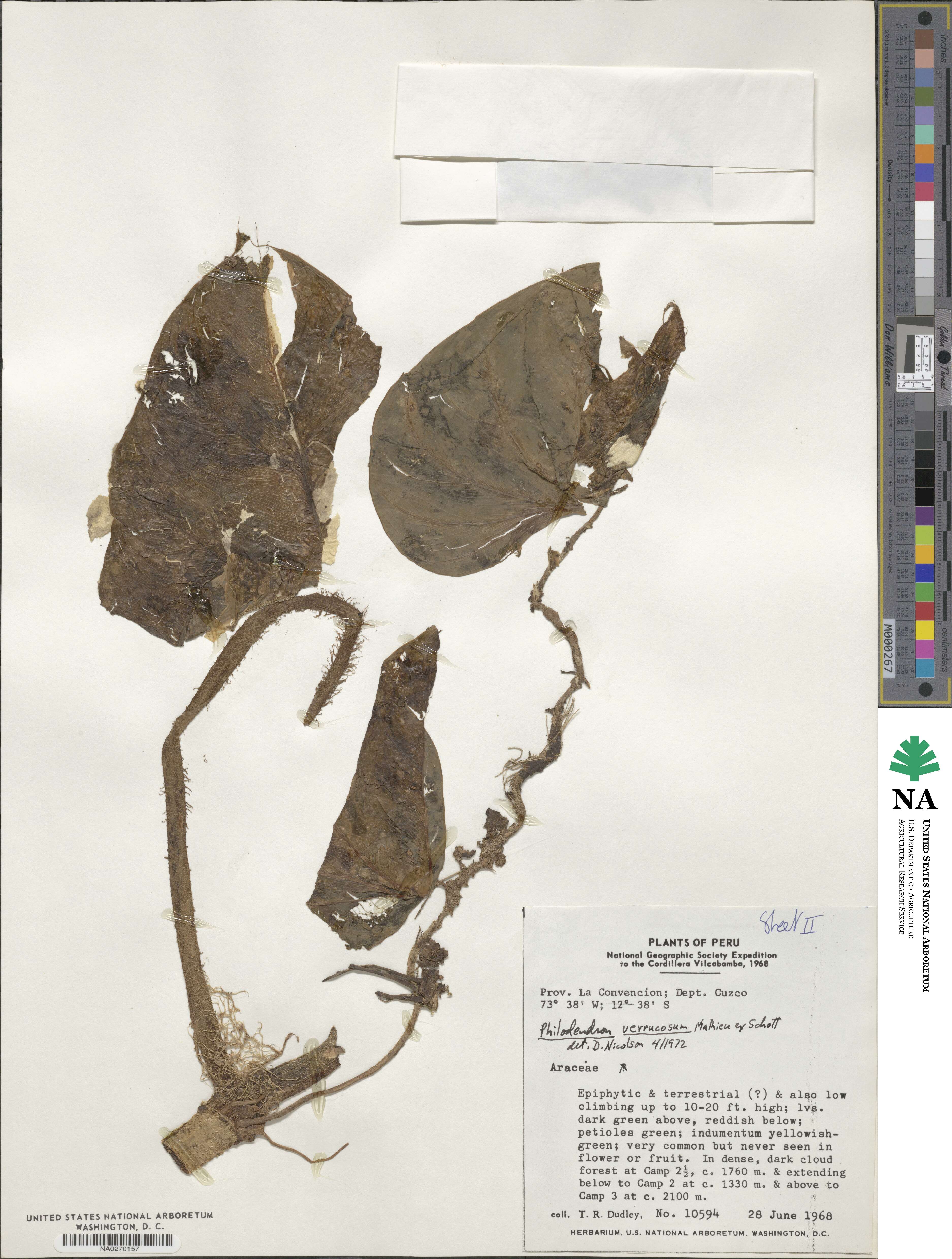 Philodendron verrucosum image