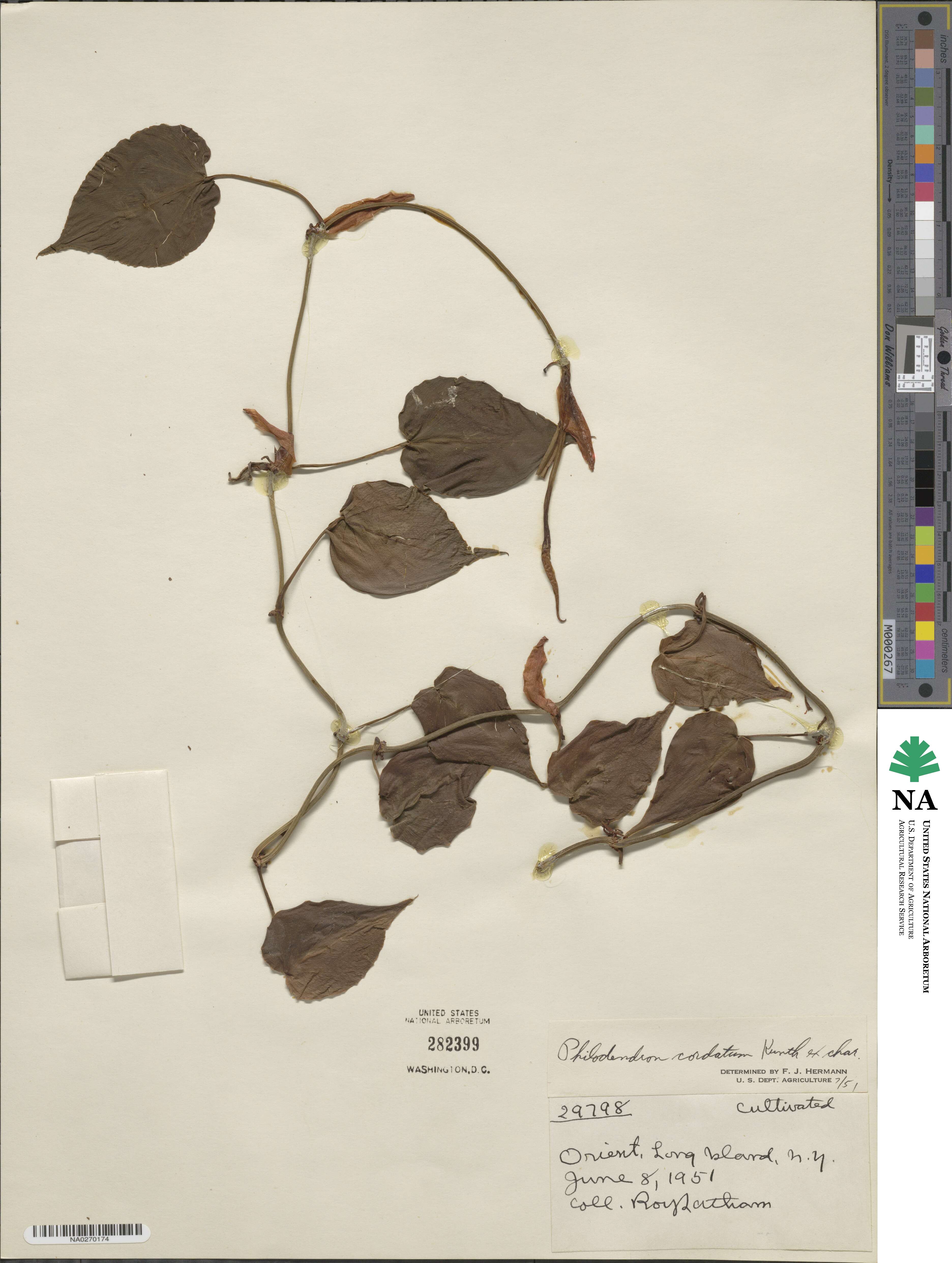 Philodendron cordatum image