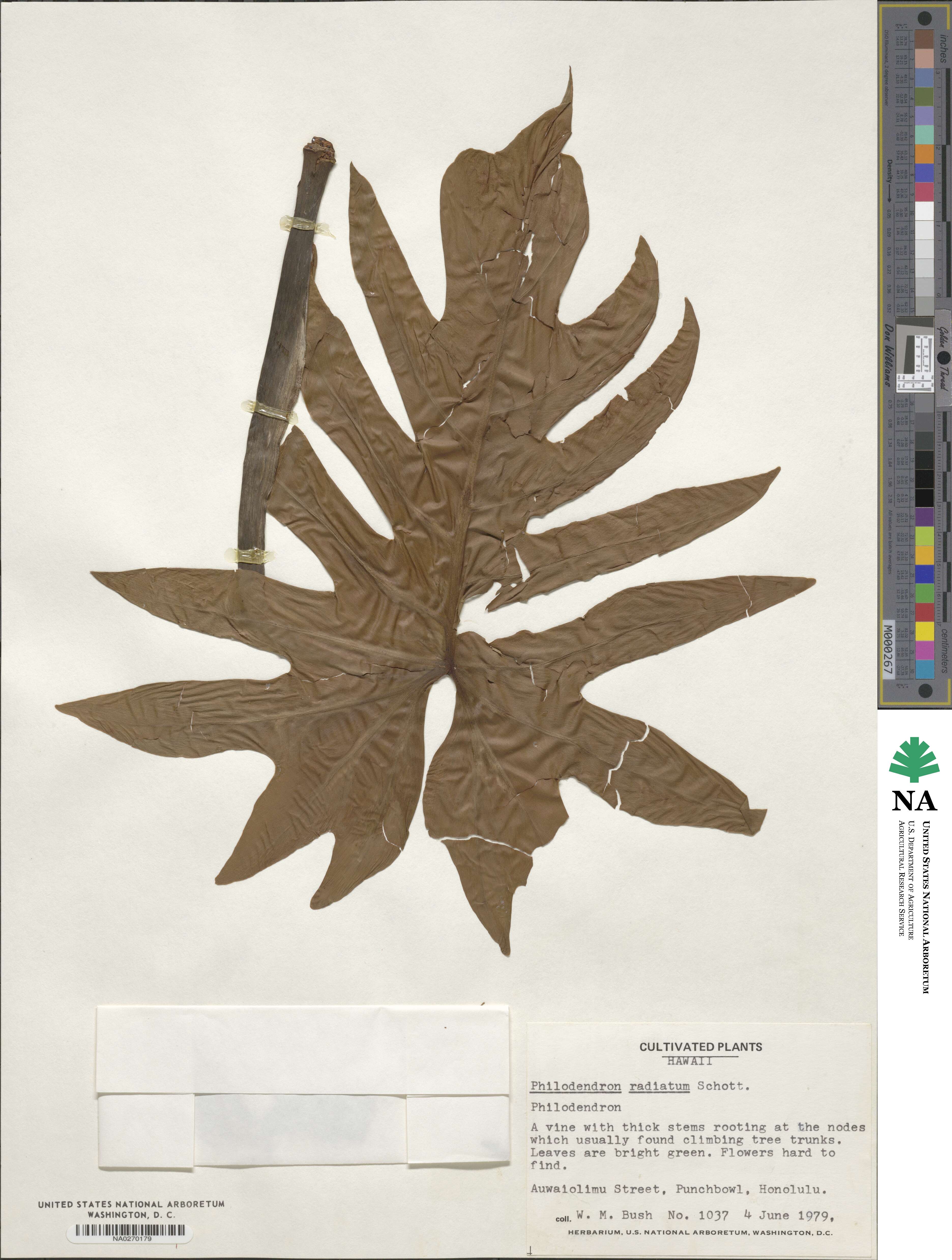 Philodendron radiatum image