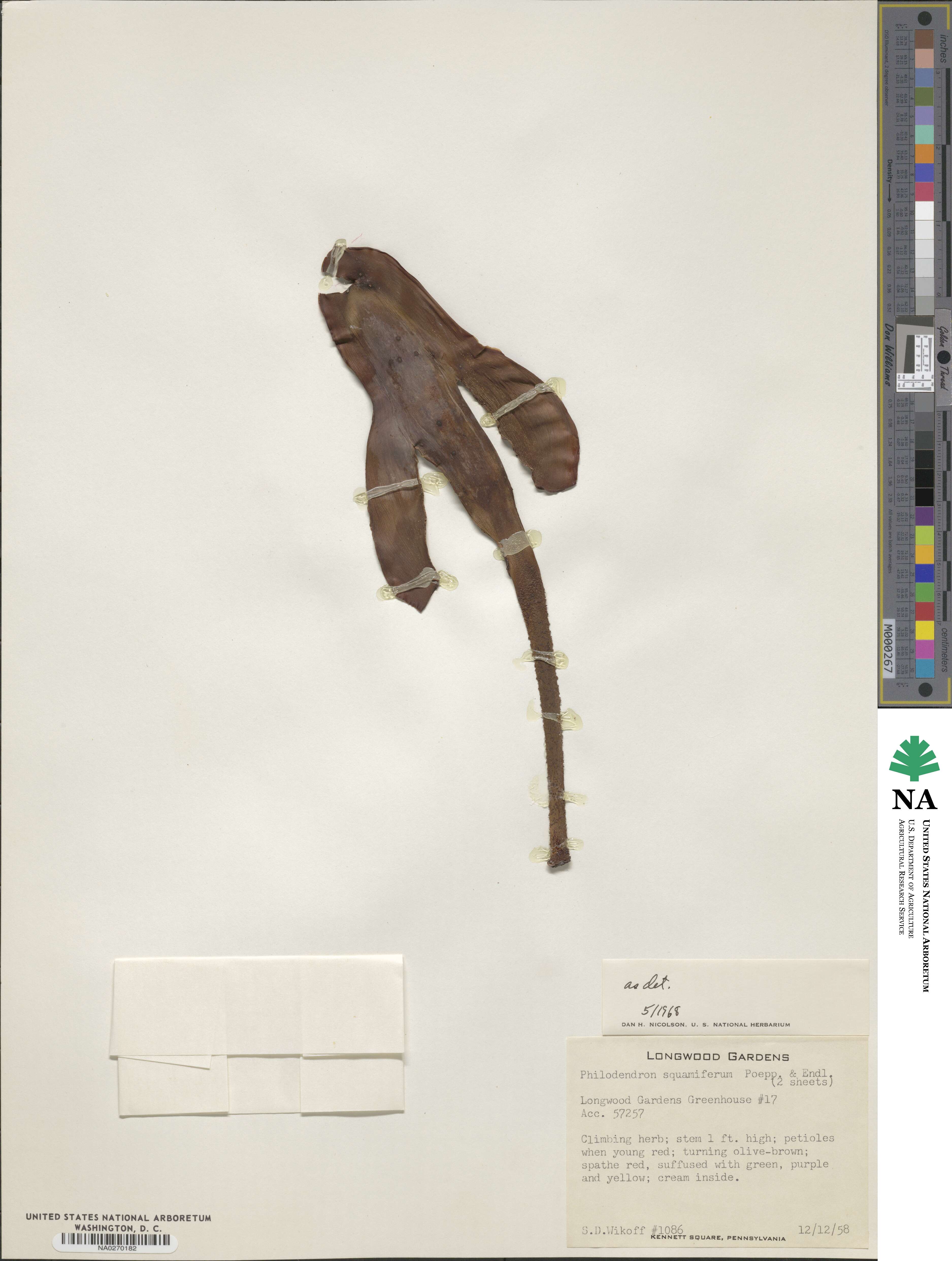 Philodendron image