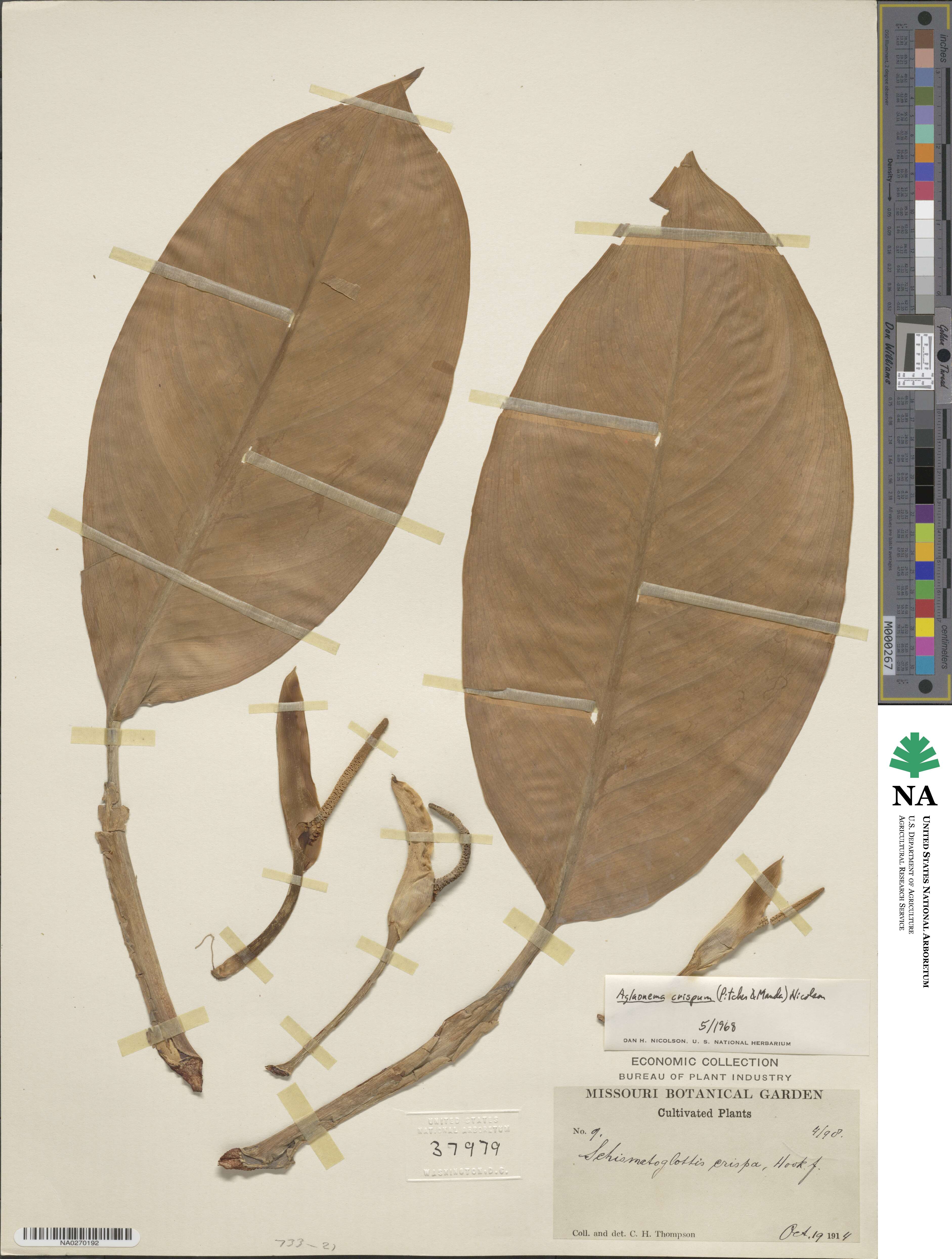 Aglaonema robeleynii image