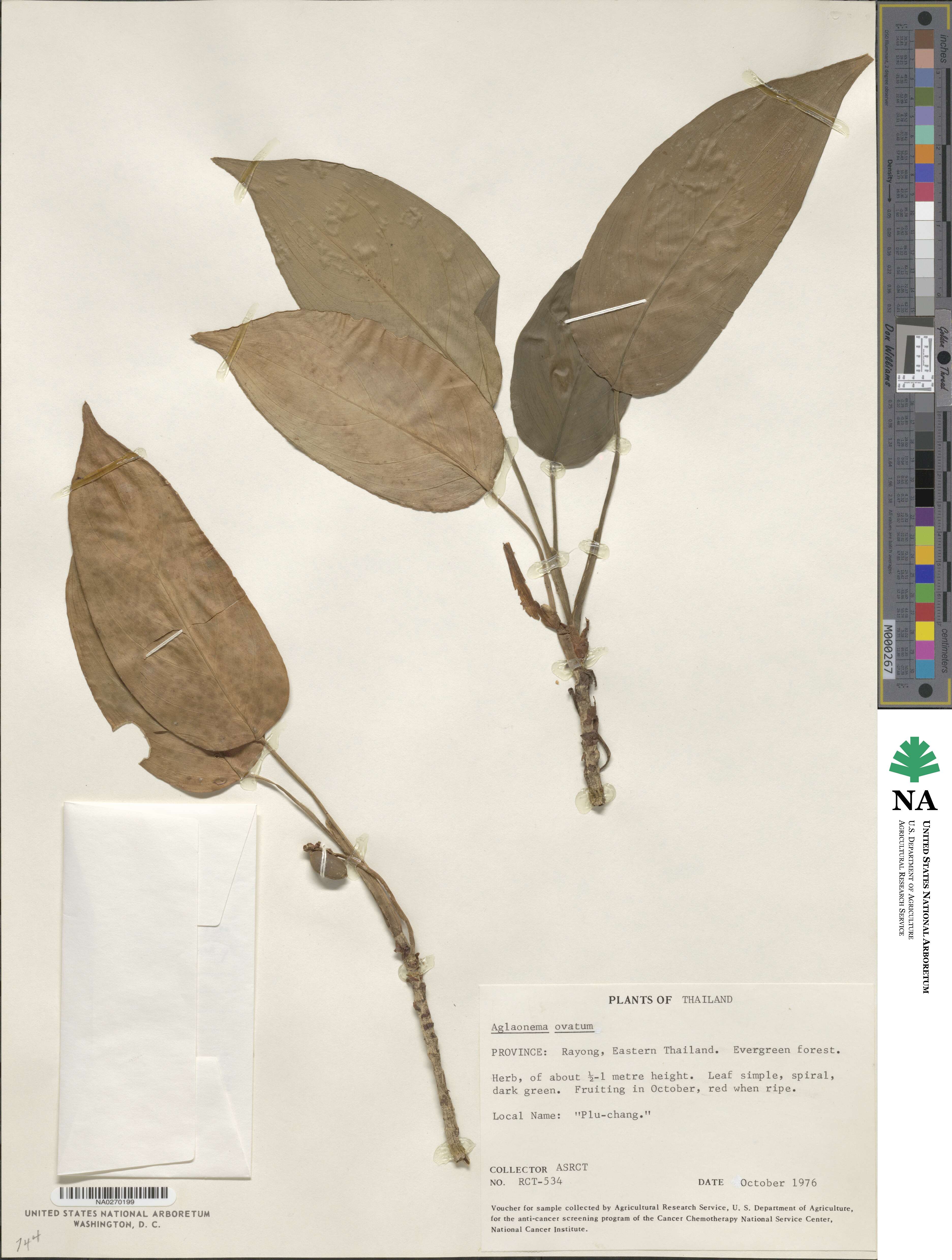 Aglaonema image