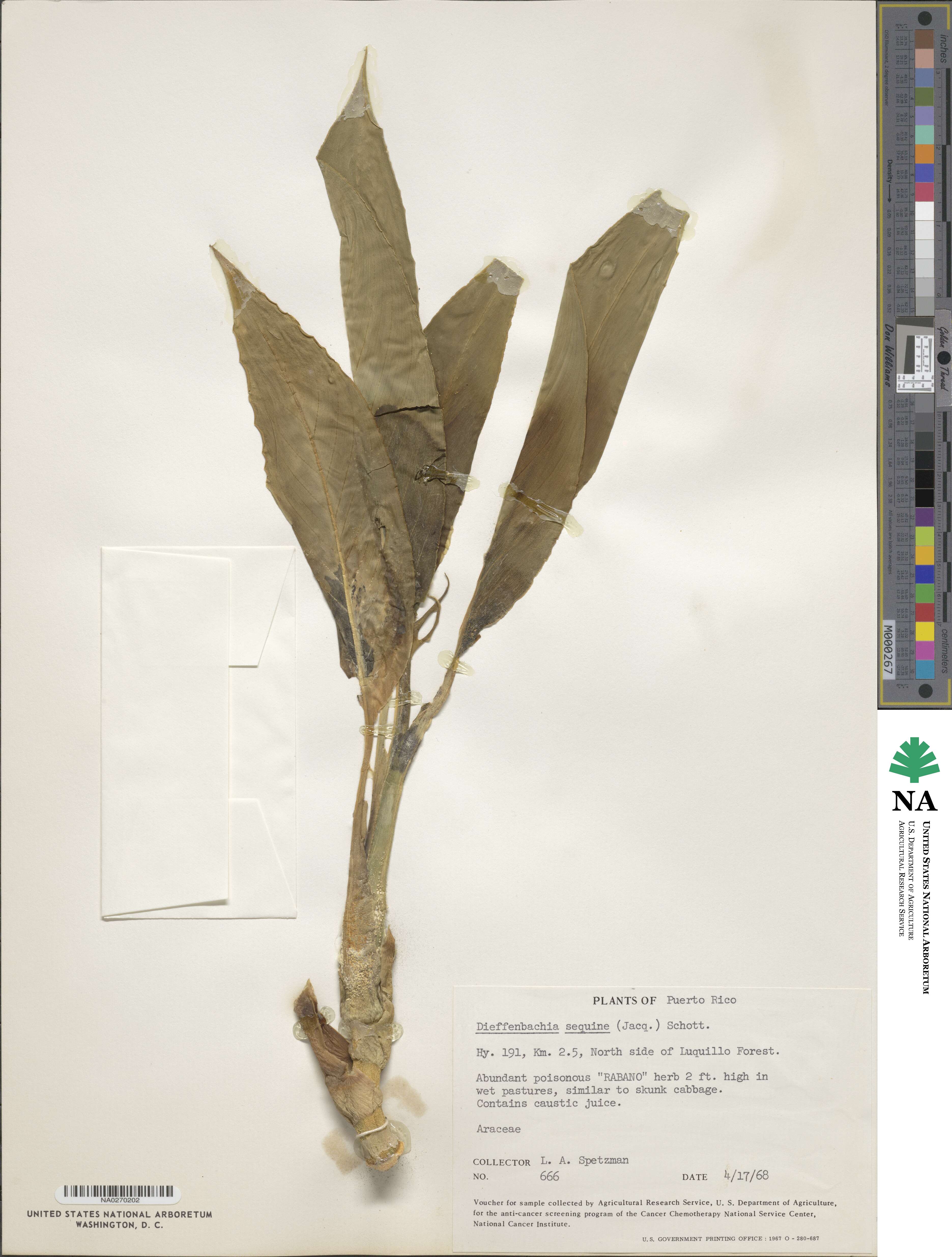 Dieffenbachia seguine image