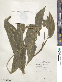 Dieffenbachia humilis image