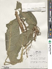 Image of Dieffenbachia weirii