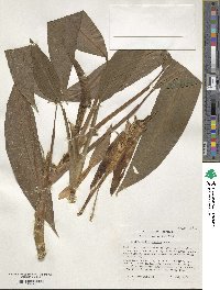 Dieffenbachia humilis image