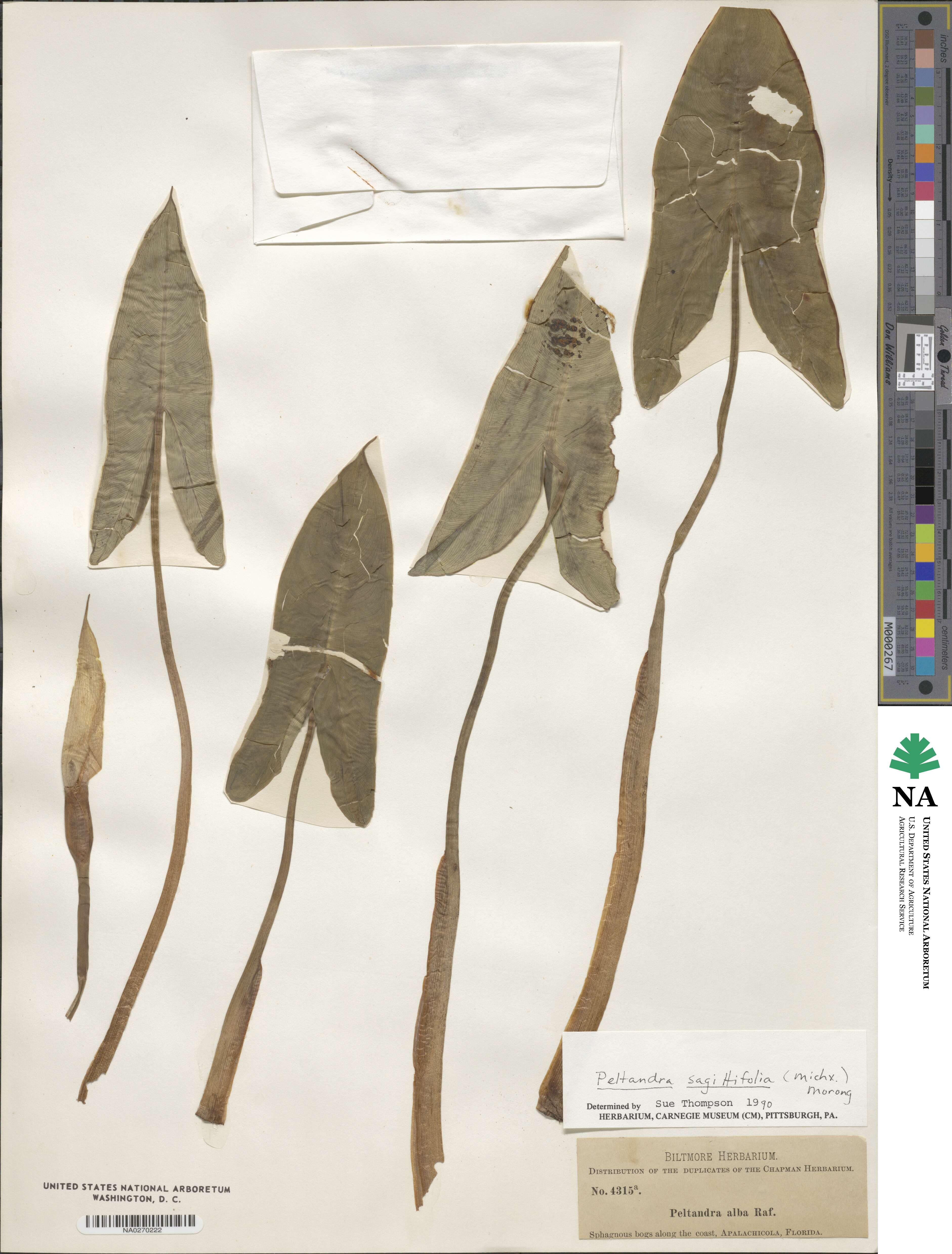 Peltandra sagittifolia image
