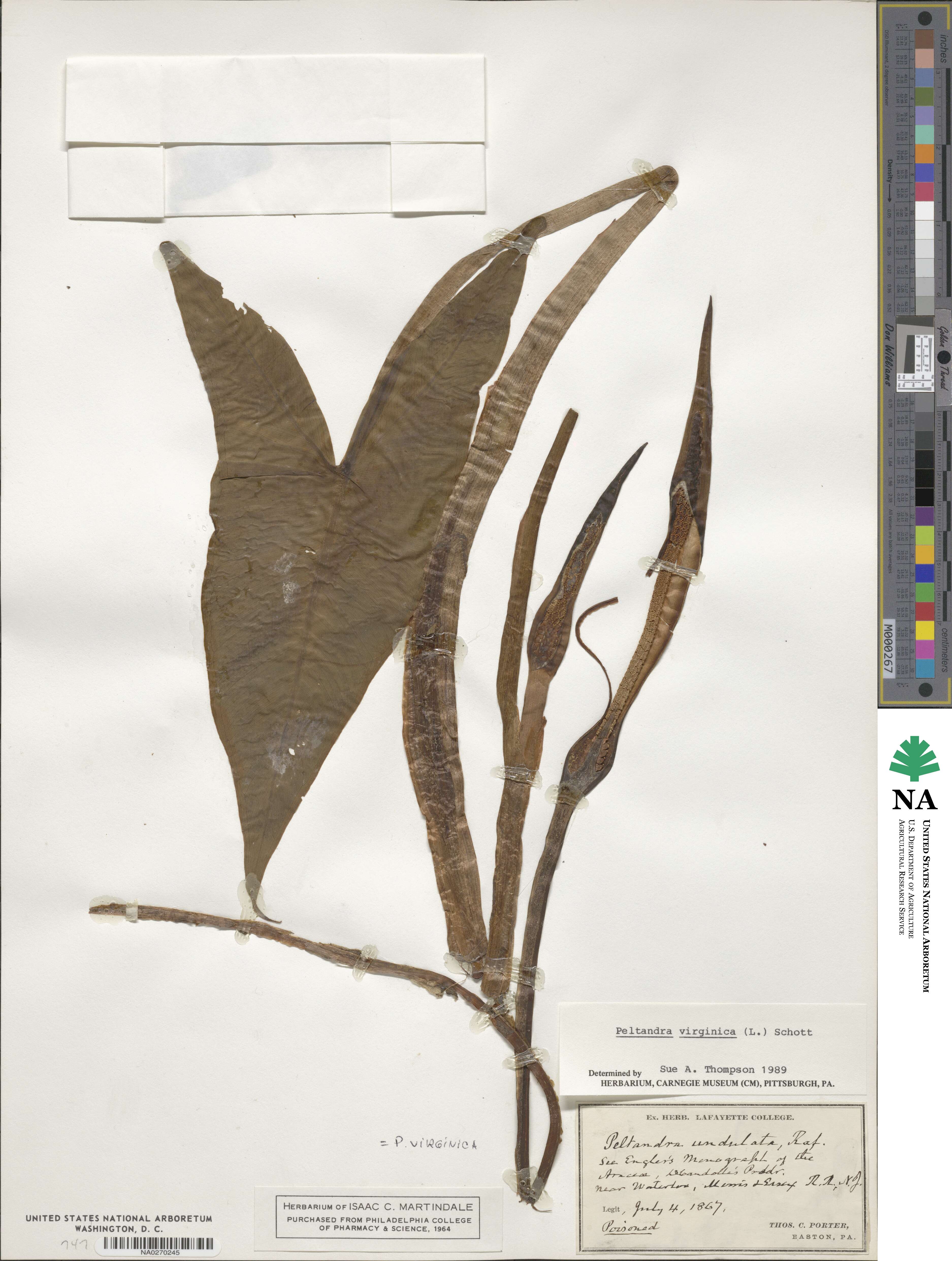 Peltandra virginica image