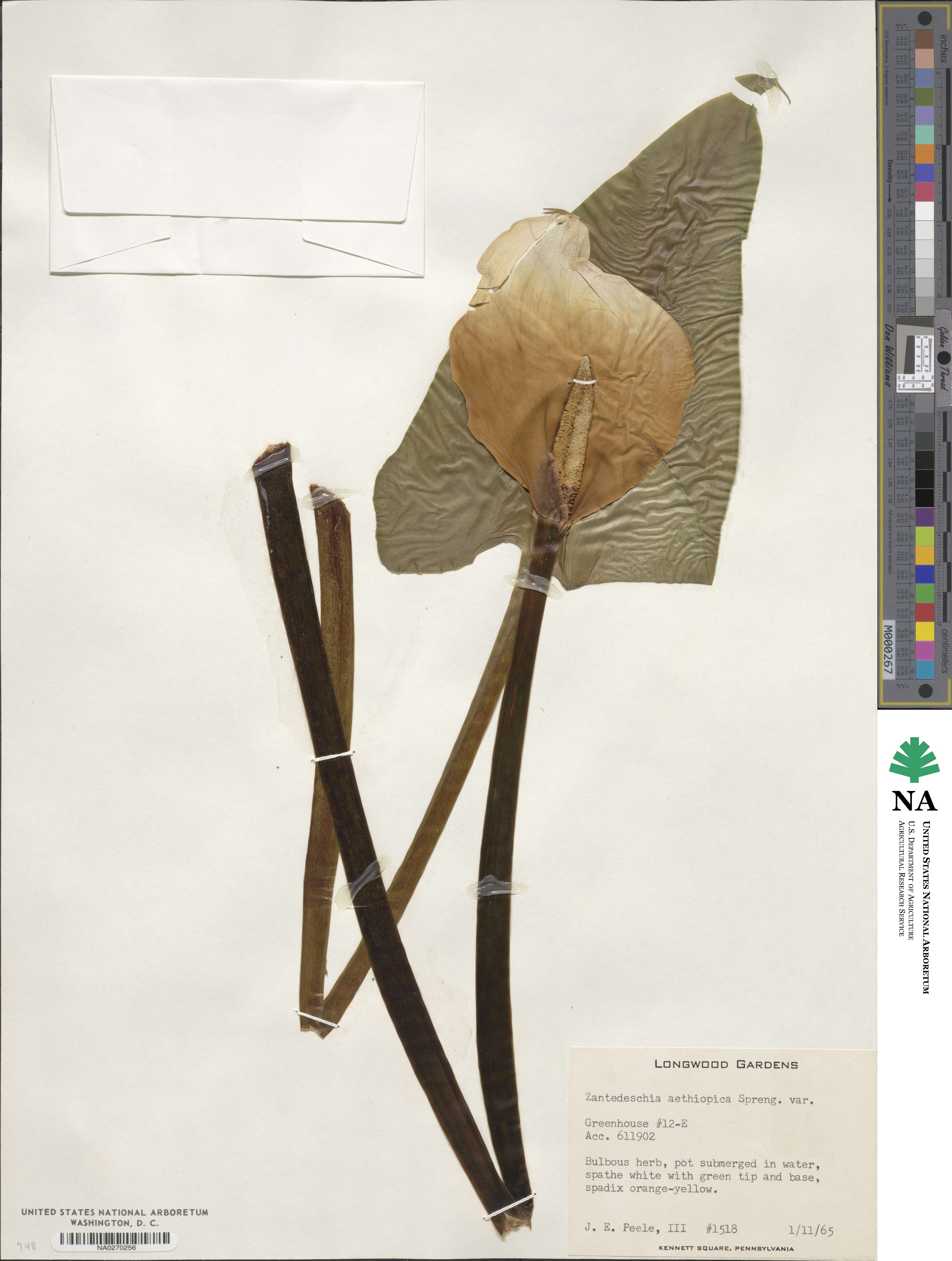 Zantedeschia image