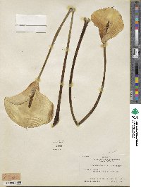 Image of Zantedeschia elliottiana