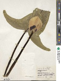 Zantedeschia albomaculata image