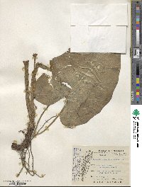 Alocasia macrorrhizos image