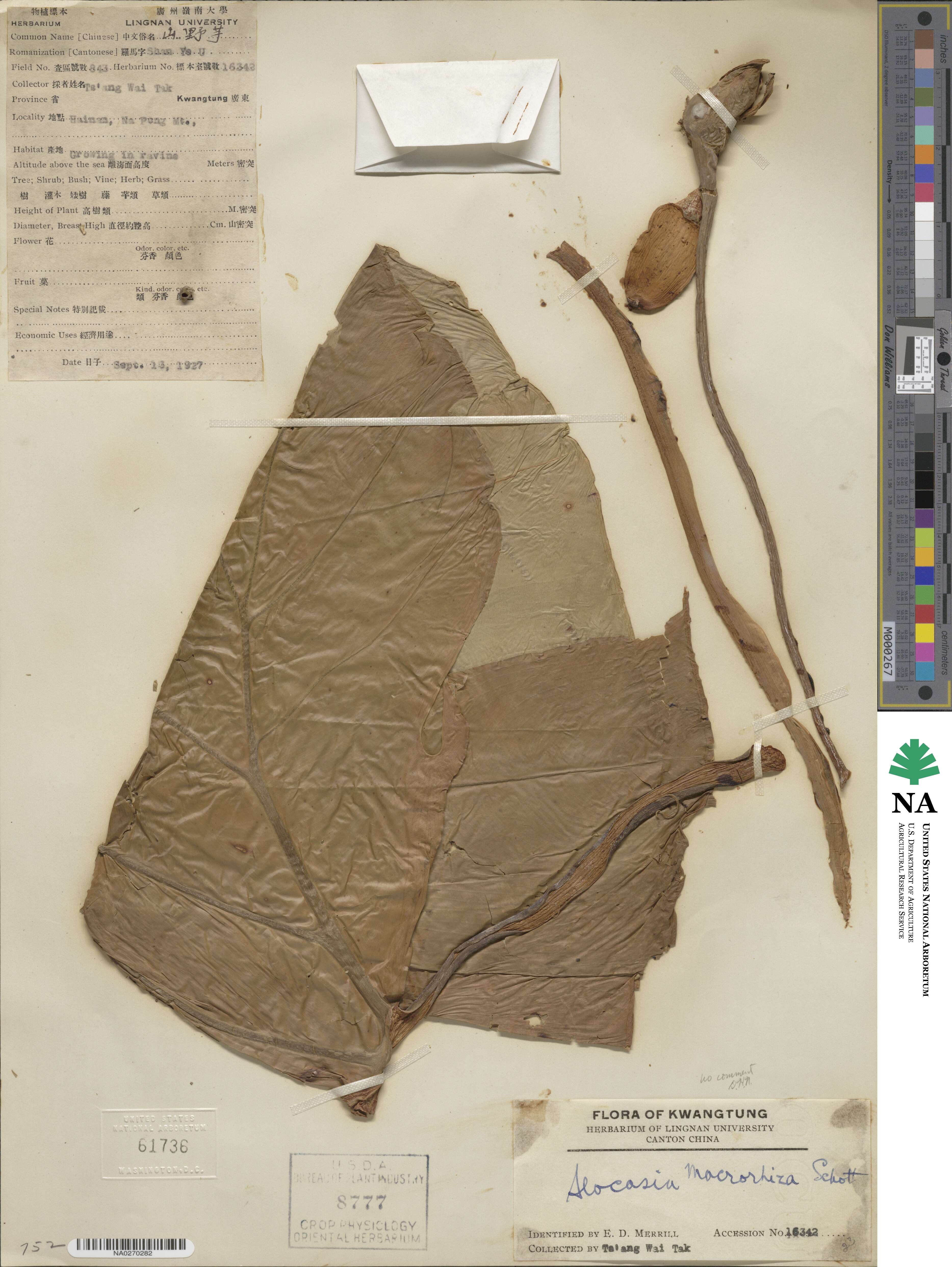 Alocasia macrorrhizos image