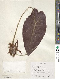 Image of Alocasia cuprea