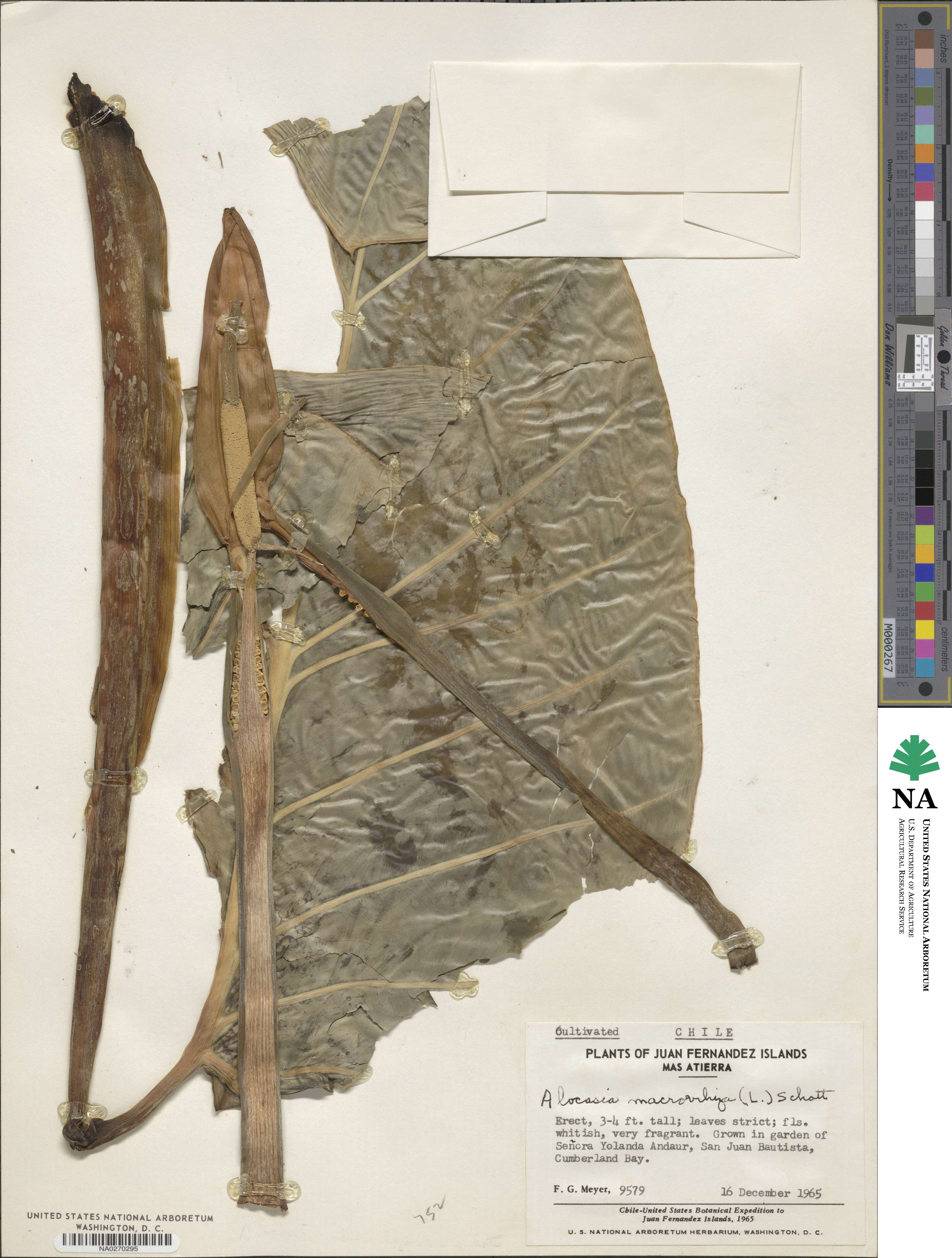 Alocasia macrorrhizos image