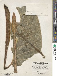 Alocasia macrorrhizos image