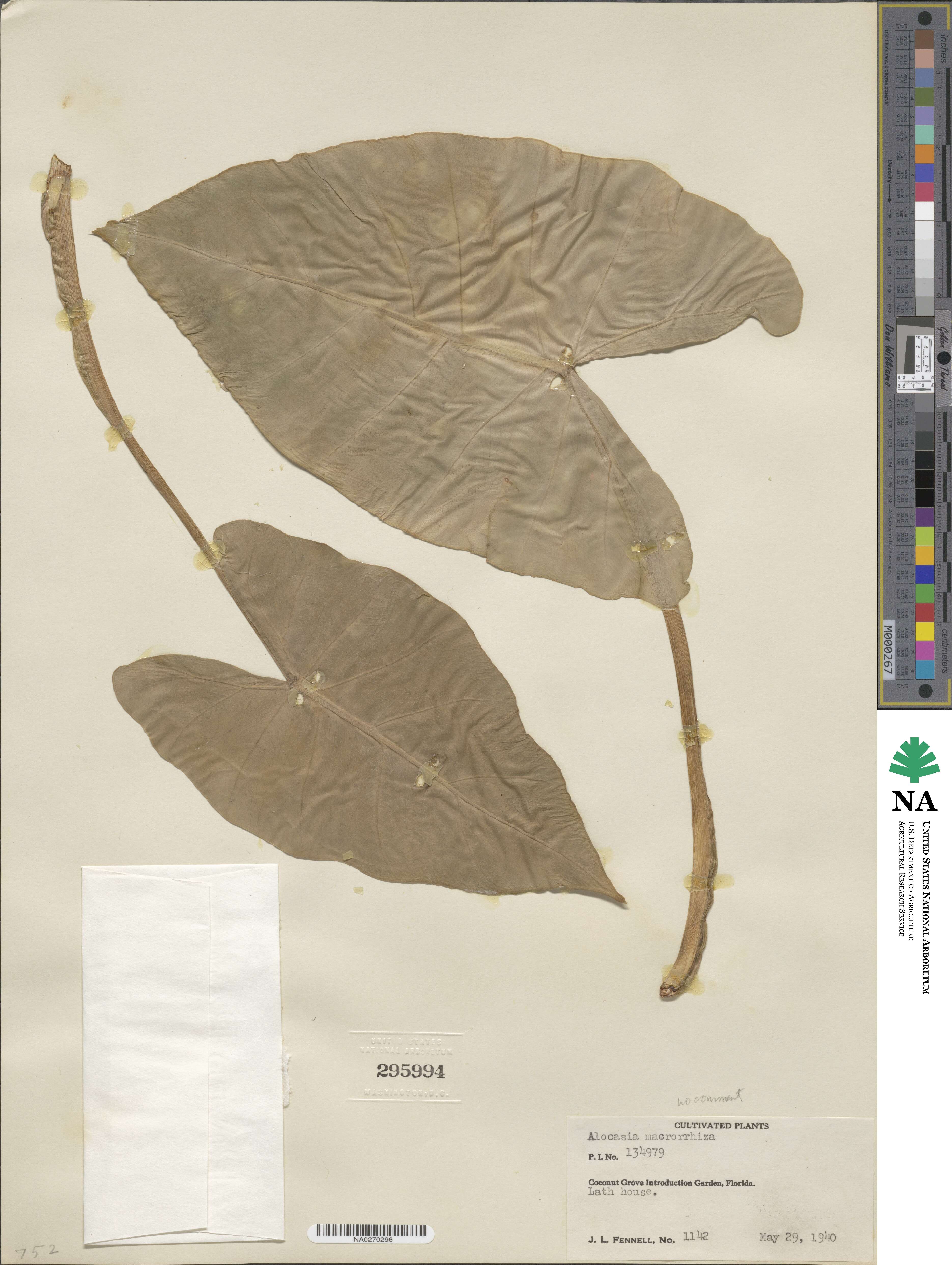 Alocasia macrorrhizos image