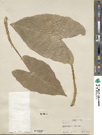 Alocasia macrorrhizos image